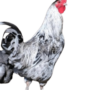 Splash Copper Marans