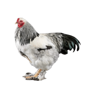 Light Brahma