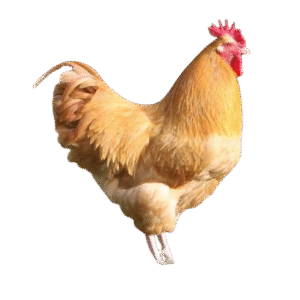 Buff Orphington