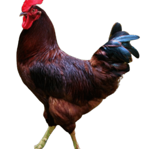 Rhode Island Red