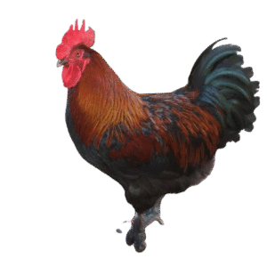 Black Copper Marans