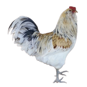 Easter egger