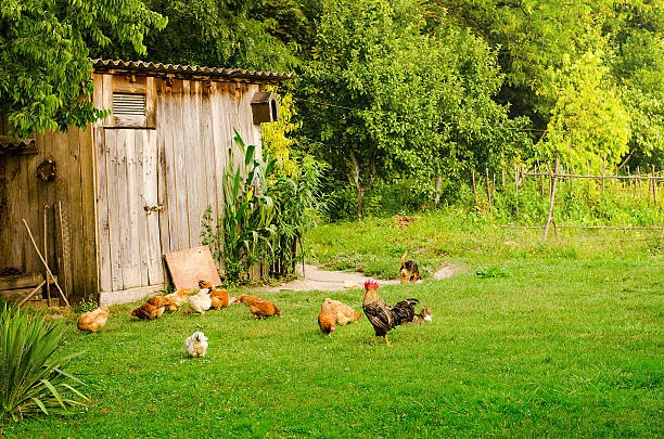 Domestic animals in beautiful green farmyard. Poultry, cat and dog eating together by the wooden shed on green lawn. Horizontal image