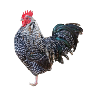 Barred rocks