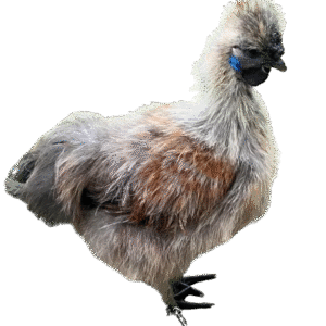 Silkie