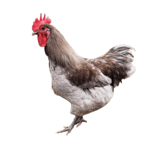 Blue Copper Marans